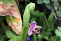 Ophrys cornutula